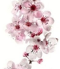 Схема вышивки «сакура»