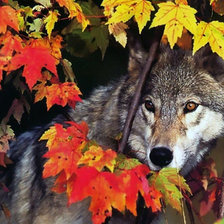 Схема вышивки «взгляд»