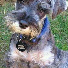 Схема вышивки «шнауцер»