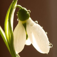 Схема вышивки «серия"цветы"»