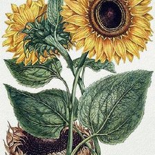 Схема вышивки «подсолнухи»