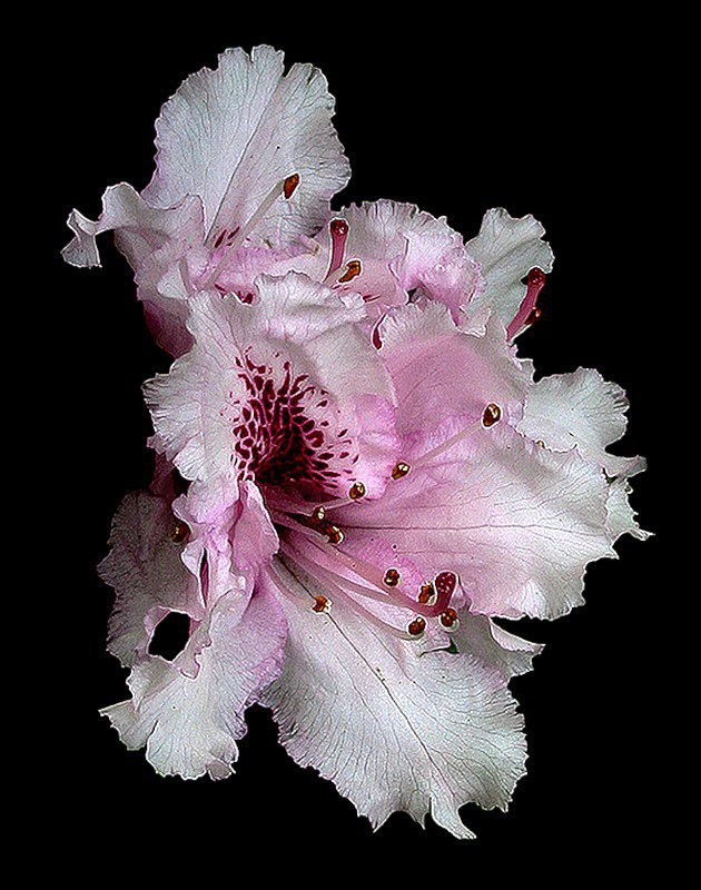 №282131 - оригинал