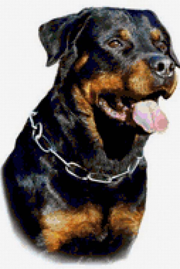 Ротвейлер - предпросмотр