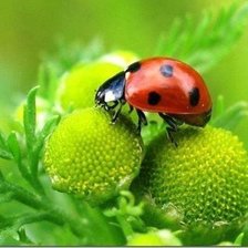 Схема вышивки «божья коровка»