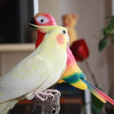 Схема вышивки «попугайчики»