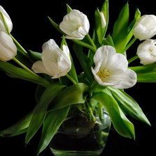 Схема вышивки «тюльпаны»