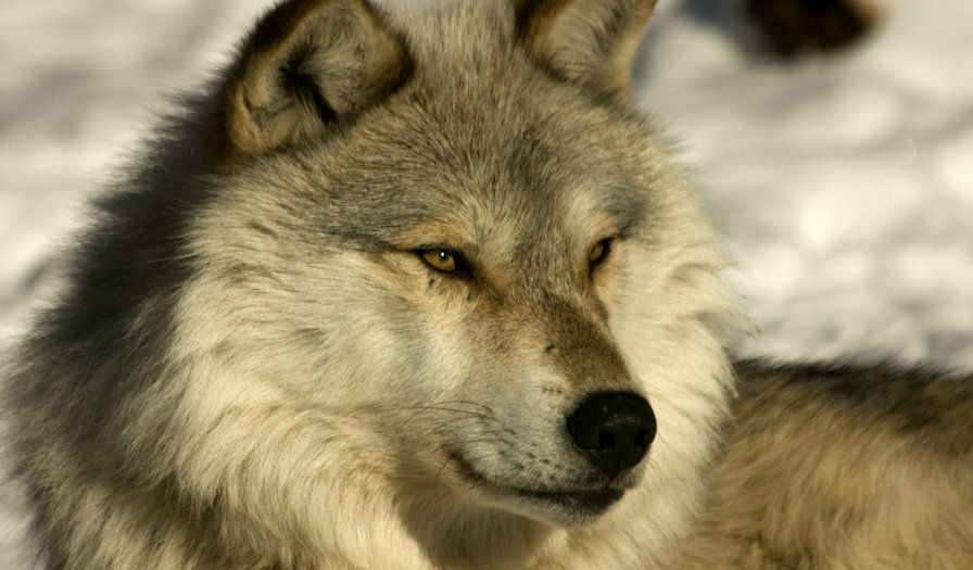 123456 - оригинал