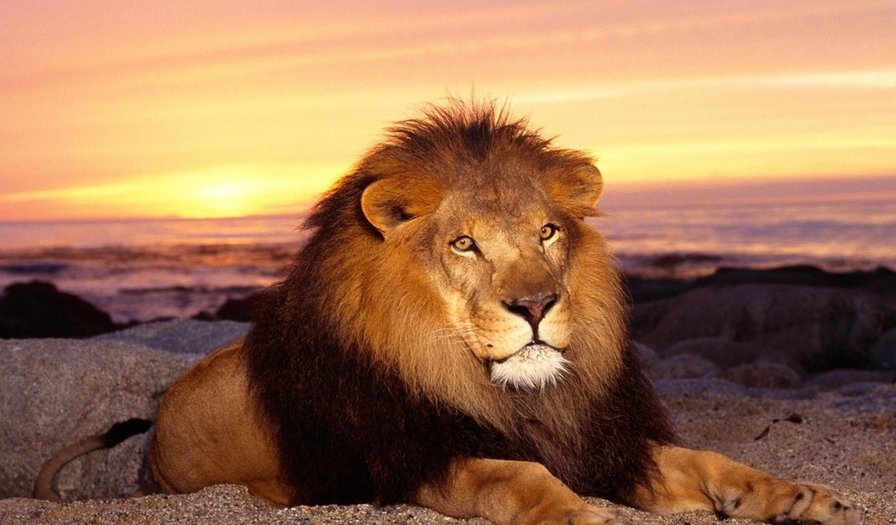 король-лев - оригинал