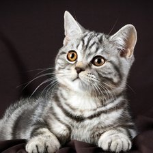 Схема вышивки «котик....»