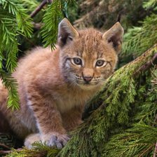 Схема вышивки «№282318»