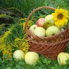 Схема вышивки «урожай»