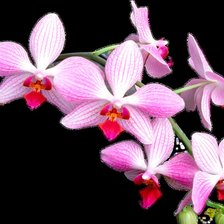 Схема вышивки «орхидеи на черном»