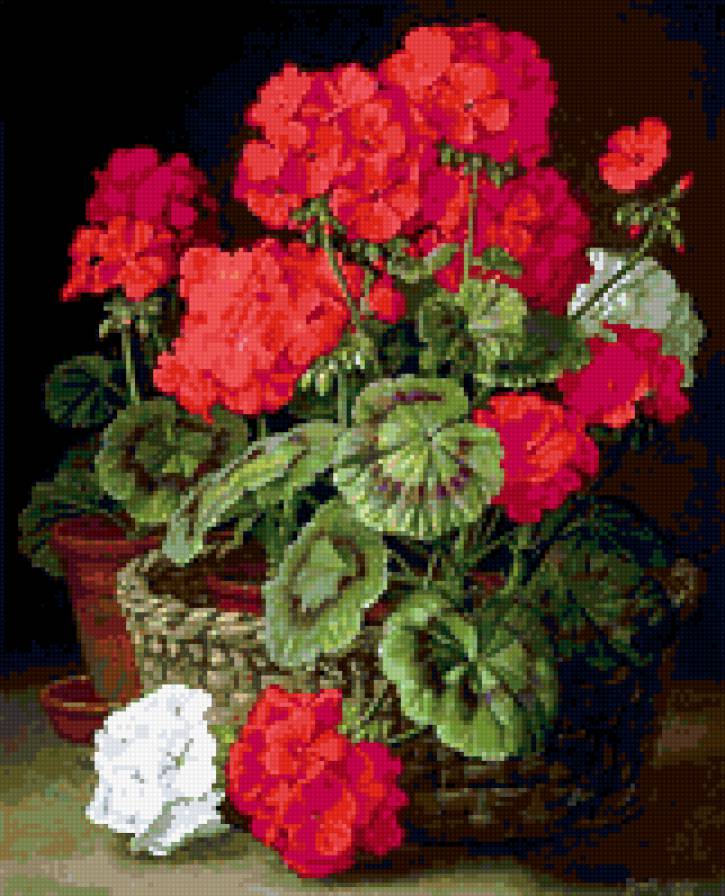 Герань - герань, натюрморт. цветы - предпросмотр