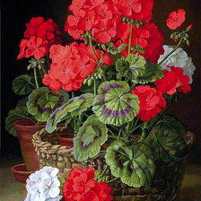 Схема вышивки «Герань»