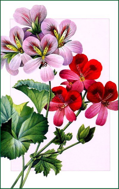 Герань - герань, цветы - оригинал
