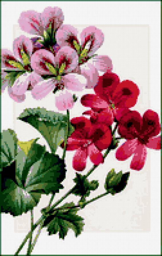 Герань - герань, цветы - предпросмотр