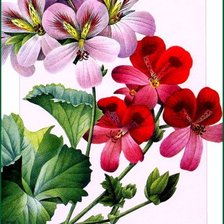 Схема вышивки «Герань»