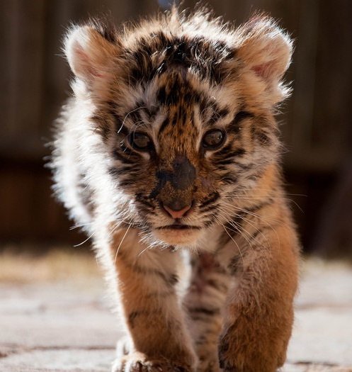 №282753 - котэ, животные - оригинал