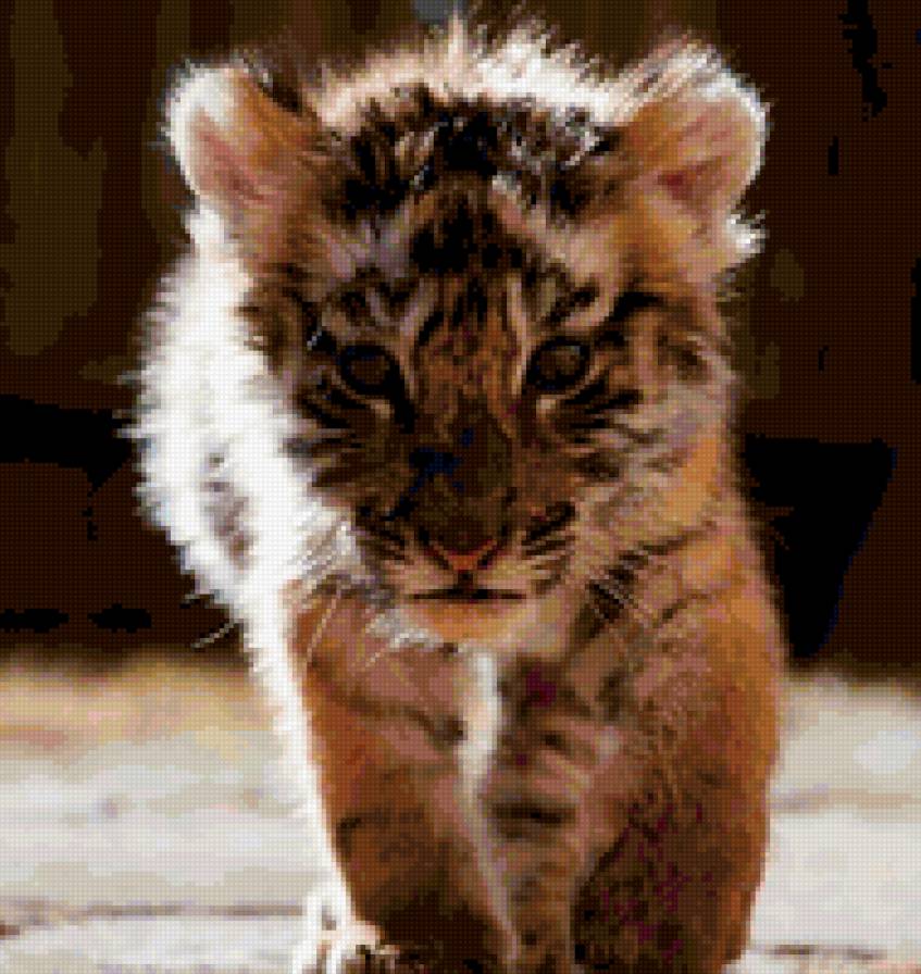 №282753 - животные, котэ - предпросмотр