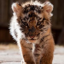 Схема вышивки «№282753»