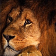 Схема вышивки «лева»