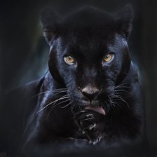 Схема вышивки «красотка»