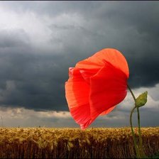 Схема вышивки «серия "цветы"»