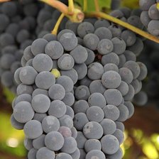 Схема вышивки «виноград»