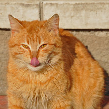 Схема вышивки «рыжик»