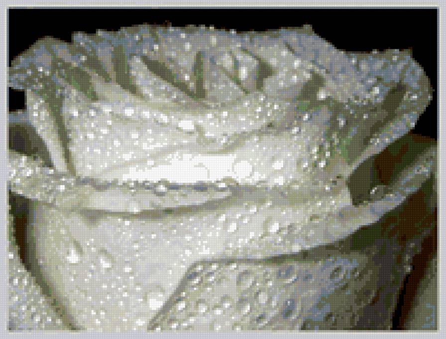 серия "цветы" - роза, цветы - предпросмотр