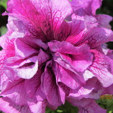 Схема вышивки «петуния»