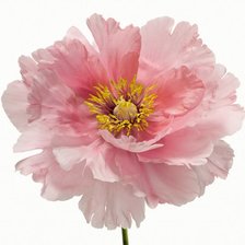 Схема вышивки «Цветок»