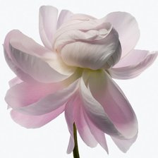 Схема вышивки «Цветок-1»