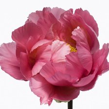 Схема вышивки «Цветок-2»