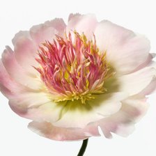 Схема вышивки «Цветок-3»