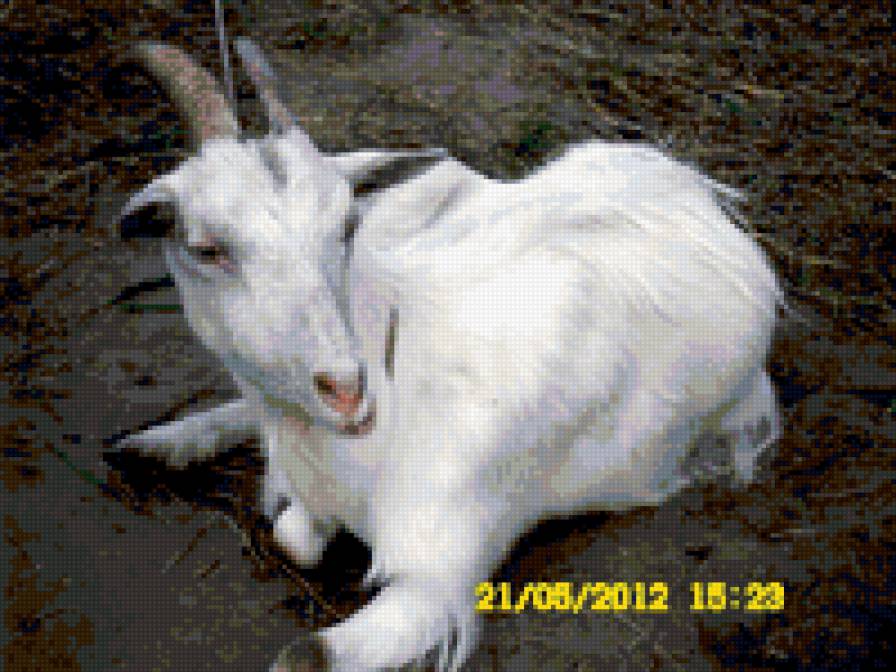 козачка - животные - предпросмотр