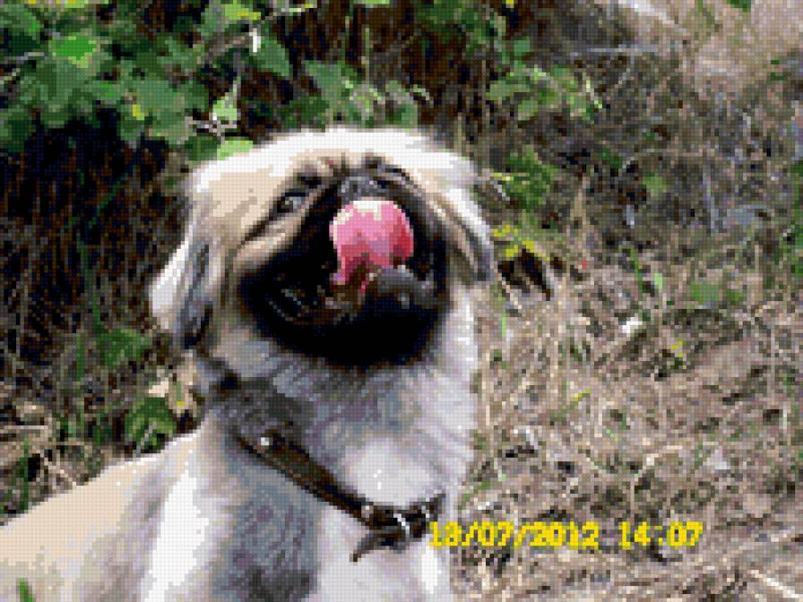 №283071 - собачка - предпросмотр