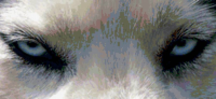 хаски - хаски - предпросмотр