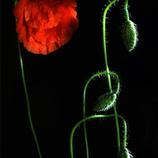 Схема вышивки «№283340»