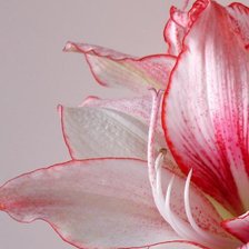 Схема вышивки «№283347»