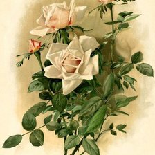 Схема вышивки «белые розы»