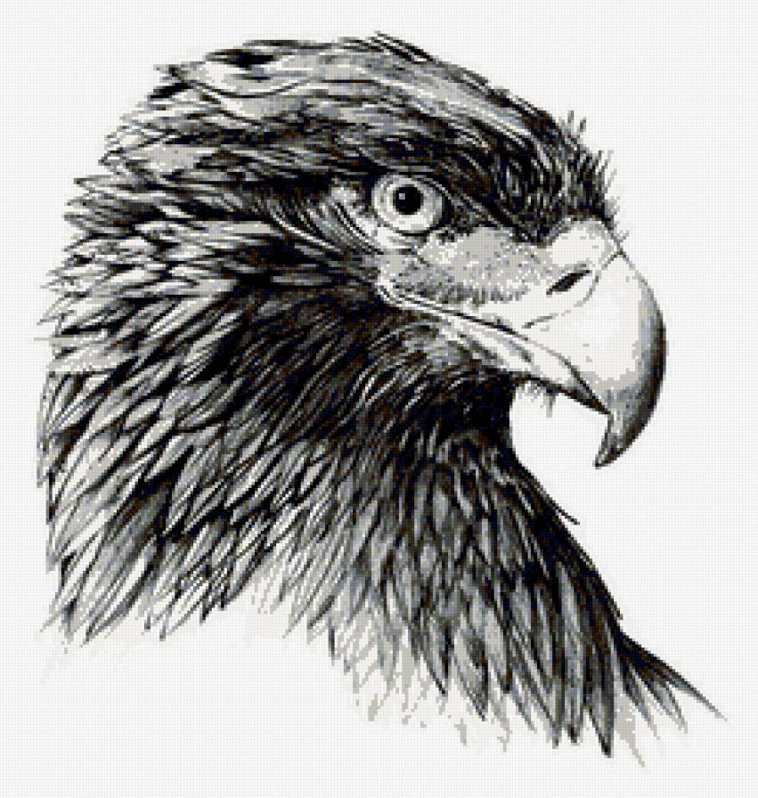 орел - орел, ворон, птица, ворона - предпросмотр