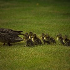 Схема вышивки «серия "птицы"»