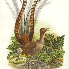 Схема вышивки «серия "птицы"»