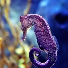 Схема вышивки «морской конек»