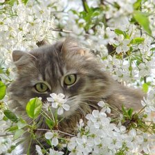 кот в цветах