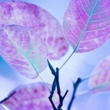 Схема вышивки «листья»