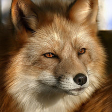 Схема вышивки «№284011»