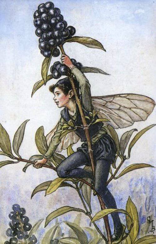 Цветочные феи - природа, цветы, феи - оригинал