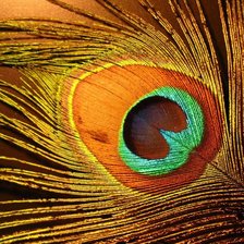 Схема вышивки «Перо»